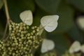 Schizophragma hydrangeoides Moonlight-3 Przywarka japońska